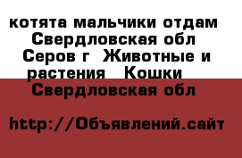 котята мальчики отдам - Свердловская обл., Серов г. Животные и растения » Кошки   . Свердловская обл.